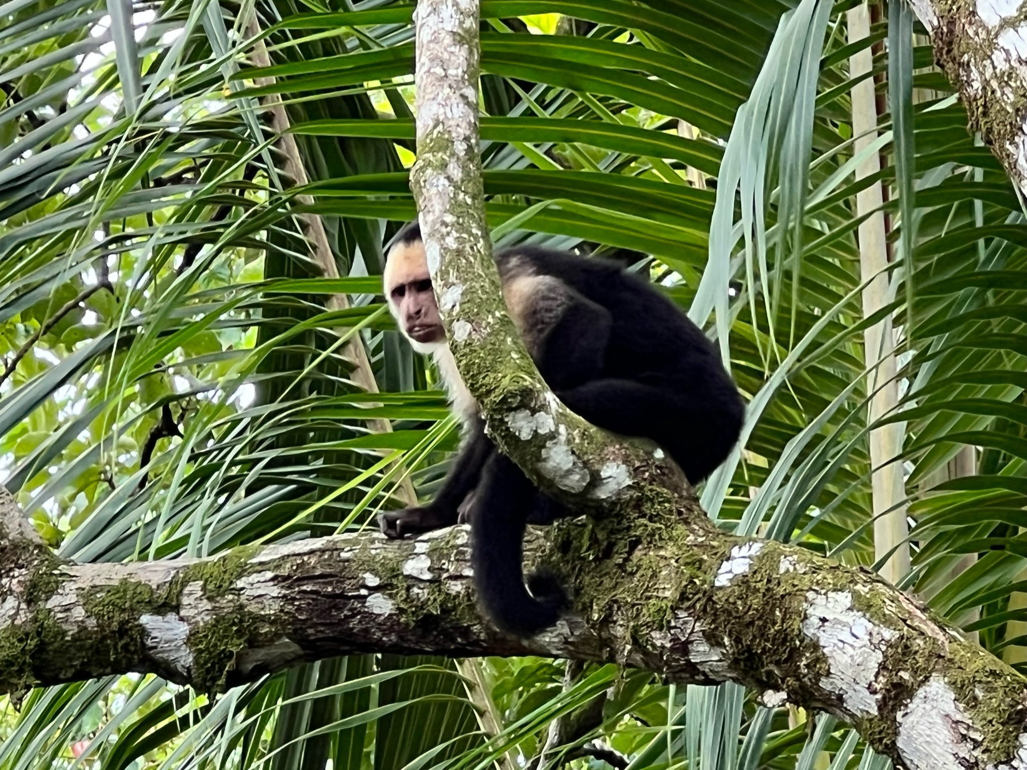 Exploring The 5 Best Wildlife Rescue Centers in Costa Rica